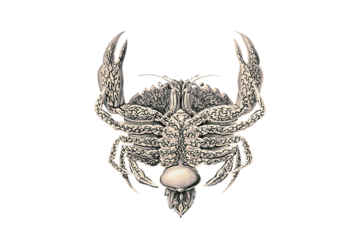 Ventral view of a portunid crab (Charybdis longicollis) bearing a mature sacculinid externa.